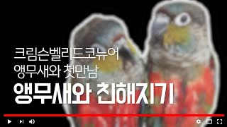 코뉴어 앵무새와의 첫만남.느닷없이 울집에 온 앵무새와 …