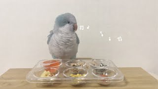앵무새 간식 뷔페! 먹방하는 구름