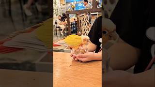   앵무새 육아일기? #앵무새 #코뉴어 #망고 #지구 …