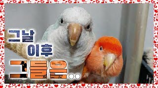 하루종일 붙어있는 모란앵무와 퀘이커