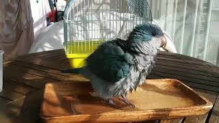 퀘이커 앵무새 목욕