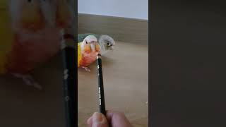 코뉴어앵무새 Vlog_앵무새 상다리 청문회/여전히 말이…