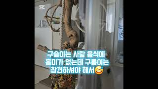 #앵무새 #코카투 #엄브렐라코카투 #앵무새키우기 #웃긴앵무새 #umbrellacockatoo #parrot #destroyer