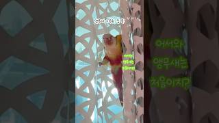 커튼=앵무새 놀이터 #박앵초 #코뉴어 #앵무새