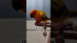 써니야 껌은 씹어도 사고는 치면 안된다!  #썬코뉴어 #parrot #앵무새 #껌 #gum #씹어도 #chew #사고 #accident #써니