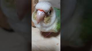 무편집동영상 코뉴어앵무새 Vlog_상다리 물어뜯는 행자…