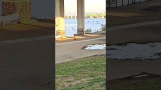 여의도한강에서 하늘을 날고 있는 청금강앵무새 #앵무새자유비행