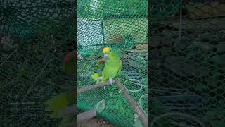 아마존 앵무새 모모                           2025년 7월 25일