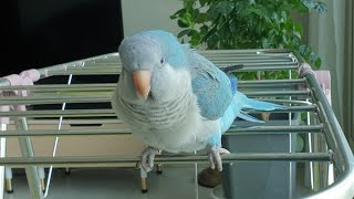 퀘이커앵무새 순도리 (산토끼 노래쯤이야 껌이지~!!)