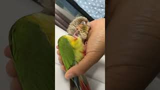 소망이의 일상(코뉴어)