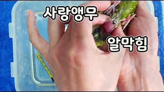 알을 낳지 못해 죽을 위기의 앵무새 긴급처치 [오브리더]