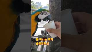 물 마시는 루카 슬로우모션 #shorts #청금강