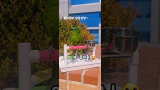 감정표현 확실한 #말하는앵무새 #한스마카우