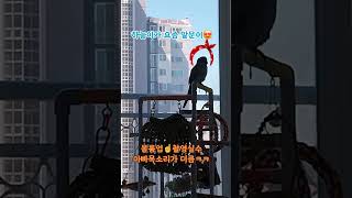 #앵무새 #블루오파린퀘이커 울하늘이 요즘부쩍 말을 많이…
