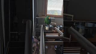 뉴기니아 앵무새 크롱이 사과먹방