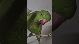 #목도리앵무 #9개월차 영양제 섞은 이유식은 간식