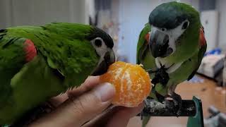 꽁패.뽀미.한나 먹방.한스마카우.앵무새.2022.12.…