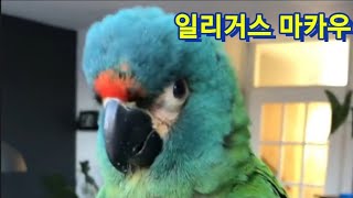 귀여운 일리거스마카우