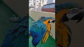 루카 올만에 목욕!! #shorts #청금강