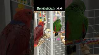 뚜비 따라다니는 차차 | 뚜비바라기           …