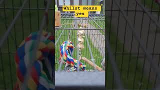Quaker parrot happy whistling …