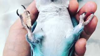 블루퀘이커 앵무새 베리의 뒤집기