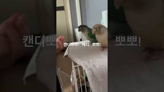 #베리캔디 뽀뽀 #birds #앵무새 #코뉴어 #누가 잘하낭  ?