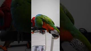 할리퀸마카우 음악이 좋아요.