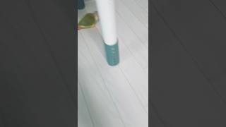 달려보까 #앵무새 #코뉴어 #parrot