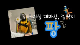 호두까기 팡이 / 8개월 청금강 팡이!