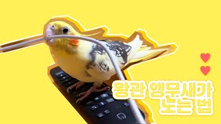 [해미일상] 왕관 앵무새가 노는 법 #왕관앵무새 #해미…