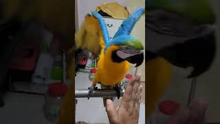 청금강앵무새 루카의 개인기 하이파이브 #shorts