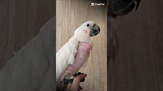 #parrot #umbrellacockatoo #pet…