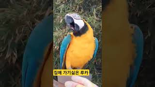 집에 가기싫은 루카 #parrot #앵무새 #macaw…