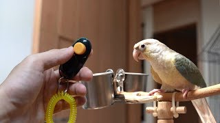[앵무새 훈련] 1회 - 클리커 차징 parrot tr…