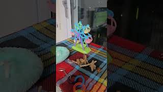 앵무새 놀이터 꾸미기(앵무월드) #코뉴어키우기 #앵무새 #parrot #코뉴어 #conure #앵무새놀이터 #앵무새장난감 #편백큐브 #대관람차 #앵무새간식 #해바라기씨