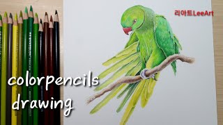 프리즈마 색연필로 앵무새그리기, Parrot drawi…
