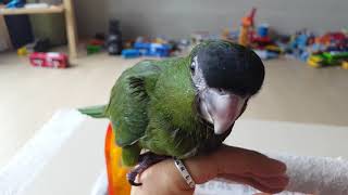 한스마카우 키우기 띵동 집에 왔어요