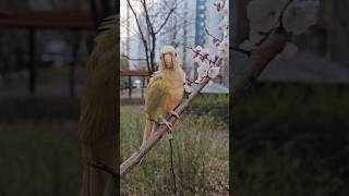 아프고 나니 말 깨우친 럭키반말도 존댓말도 할 줄 아는 말하는 앵무새벚꽃보다 더 이쁜 럭키 #코뉴어 #앵무새 #문칙 #mooncheek #parrotlover #conure