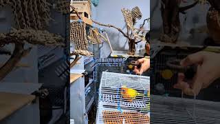 #birds #parrot #앵무새집사의일상 #썬코뉴어 #도가머리사랑앵무 #야외방사장  나가자~ 하면  알아서 이동장에 쏙~