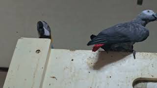 한시도 가만있질 못하는 하루와 샤넬이...#회색앵무새 #청금강앵무새