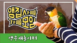 앵무새키우는 앵집사들이 모인 이유? 봉두산펜션에서 앵무…