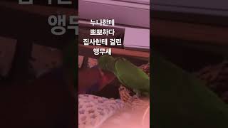 #뉴기니아 #뉴기니아앵무 #뉴기니아앵무새 #shorts…