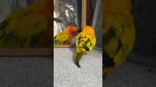 썬코뉴어 (나 예뻐 ?) 거울 보기