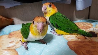 To raise the parrot well 8. Fo…