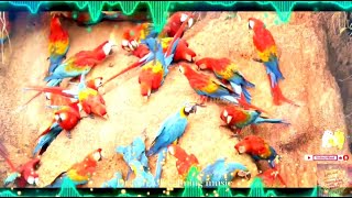  LIVE Macaws: The flying rainb…