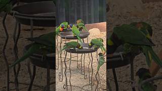 #서울대공원 #서울동물원 #열대조류관 #오색앵무