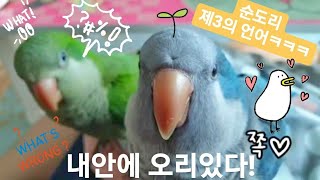 quakerparrot 퀘이커앵무새 순도리♡부츄 (순도…