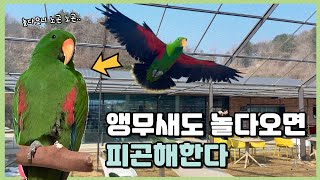 앵무새도 놀다오면 피곤해한다 (Eclectus Parr…