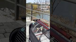 앵무새들의 봄날 산책 #birds #parrot #코뉴어 #앵무새 #문칙